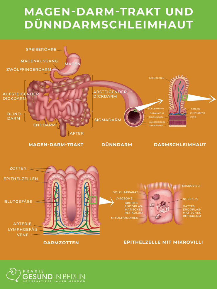 Magen-Darm-Trakt und Dünndarmschleimhaut – Schaubild