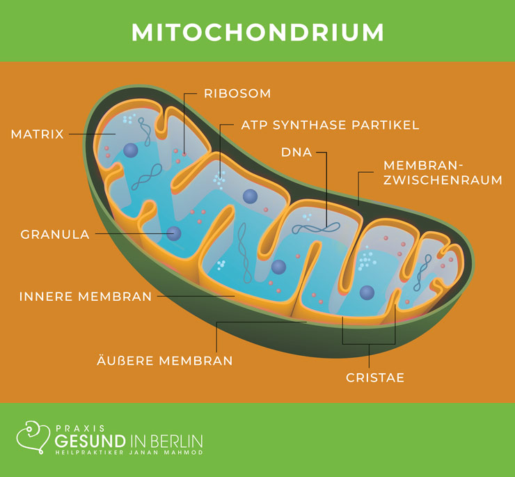 Aufbau einer Mitochondrie – Schaubild