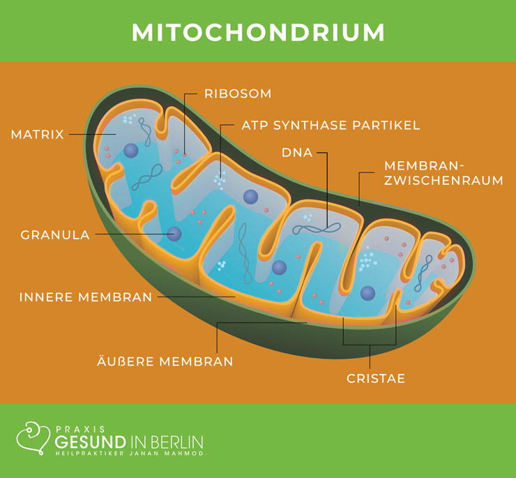 Aufbau einer Mitochondrie – Schaubild Aufbau einer Mitochondrie – Schaubild