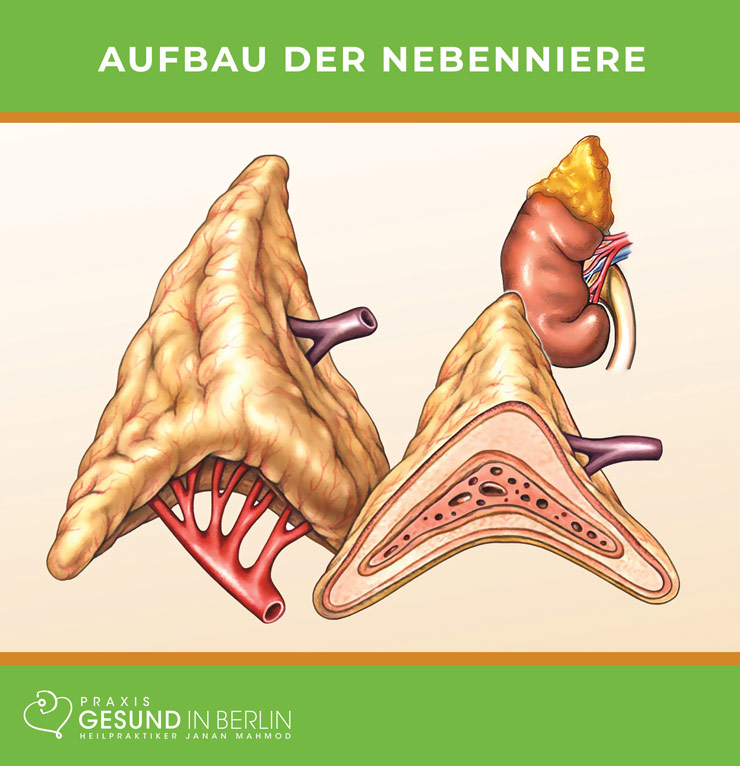 Nebenniere – Schaubild Nebenniere – Schaubild