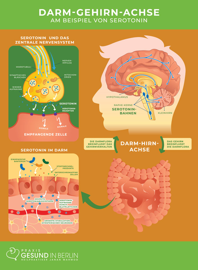 Darm-Gehirn-Achse – am Beispiel von Serotonin