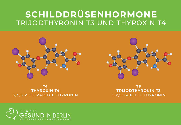 Die Schilddrüse produziert die Hormone T3 und T4