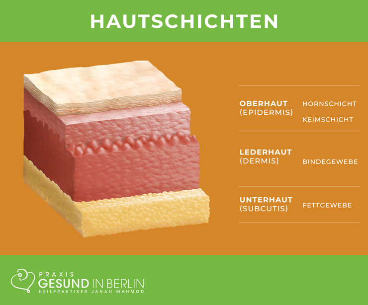 Hautschichten – Schaubild