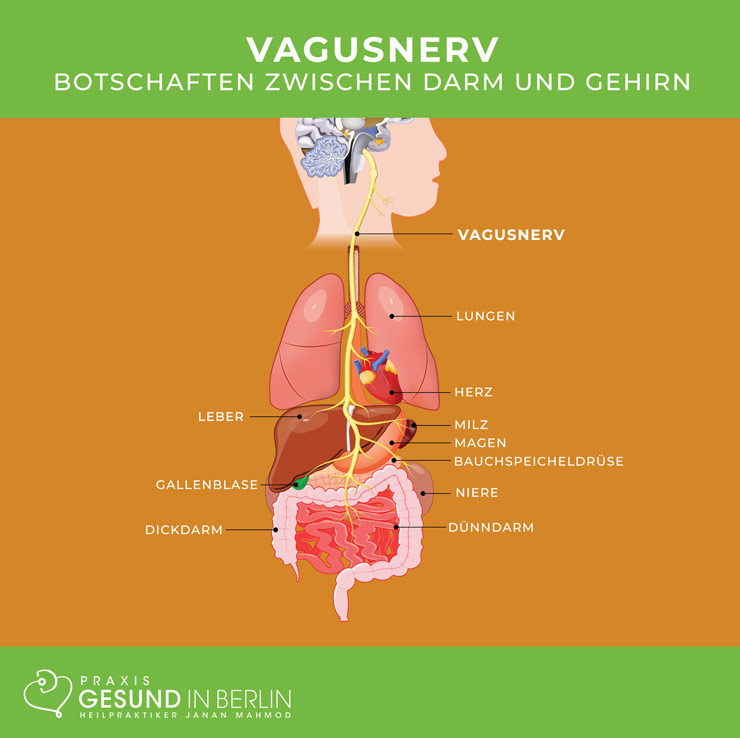Vagusnerv – Botschaften zwischen Darm und Gehirn
